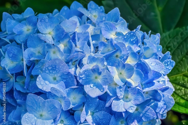 Obraz 雨に濡れた紫陽花