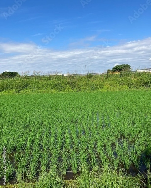 Obraz Rice field scenery（田んぼ）