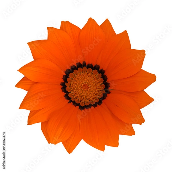 Obraz オレンジ色の勲章菊の花