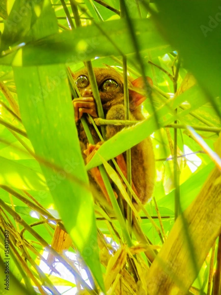 Obraz Close up shot of unique and cute looking Tarsier with large eyes. Bohol rainforest Tarsier sanctuary in Philippines of one of the smallest primates