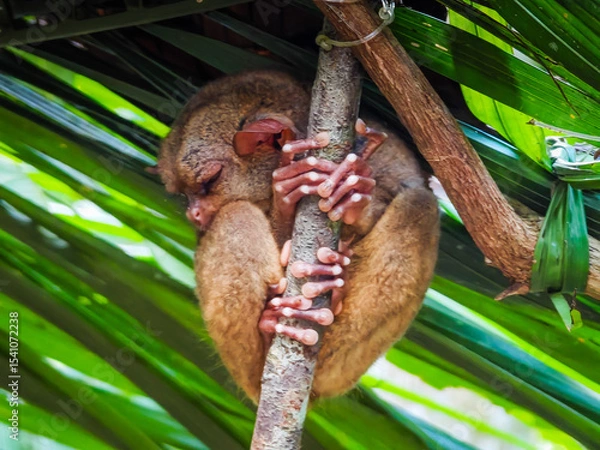 Obraz Close up shot of unique and cute looking Tarsier with large eyes. Bohol rainforest Tarsier sanctuary in Philippines of one of the smallest primates