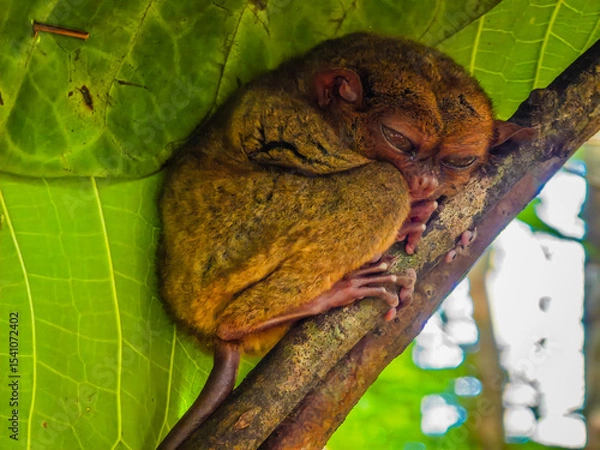 Obraz Close up shot of unique and cute looking Tarsier with large eyes. Bohol rainforest Tarsier sanctuary in Philippines of one of the smallest primates