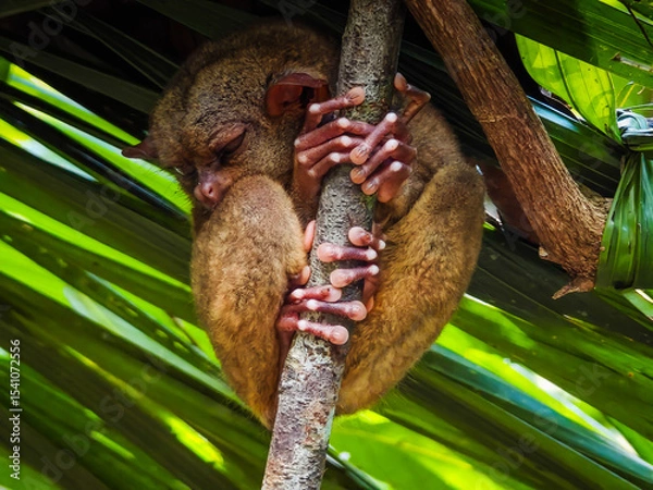 Obraz Close up shot of unique and cute looking Tarsier with large eyes. Bohol rainforest Tarsier sanctuary in Philippines of one of the smallest primates