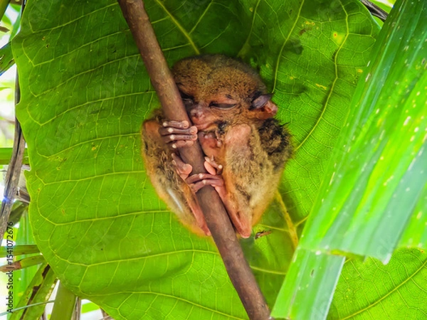Obraz Close up shot of unique and cute looking Tarsier with large eyes. Bohol rainforest Tarsier sanctuary in Philippines of one of the smallest primates