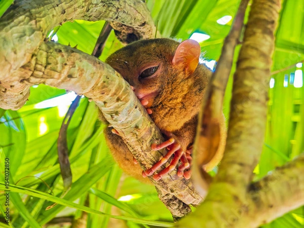 Obraz Close up shot of unique and cute looking Tarsier with large eyes. Bohol rainforest Tarsier sanctuary in Philippines of one of the smallest primates