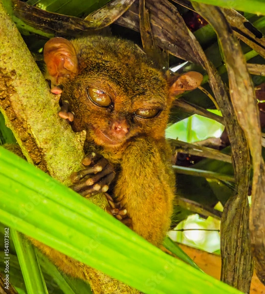 Obraz Close up shot of unique and cute looking Tarsier with large eyes. Bohol rainforest Tarsier sanctuary in Philippines of one of the smallest primates