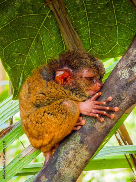 Obraz Close up shot of unique and cute looking Tarsier with large eyes. Bohol rainforest Tarsier sanctuary in Philippines of one of the smallest primates