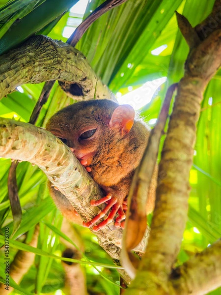Obraz Close up shot of unique and cute looking Tarsier with large eyes. Bohol rainforest Tarsier sanctuary in Philippines of one of the smallest primates