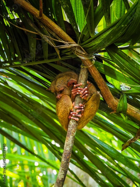 Obraz Close up shot of unique and cute looking Tarsier with large eyes. Bohol rainforest Tarsier sanctuary in Philippines of one of the smallest primates