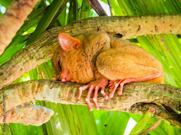 Obraz Close up shot of unique and cute looking Tarsier with large eyes. Bohol rainforest Tarsier sanctuary in Philippines of one of the smallest primates