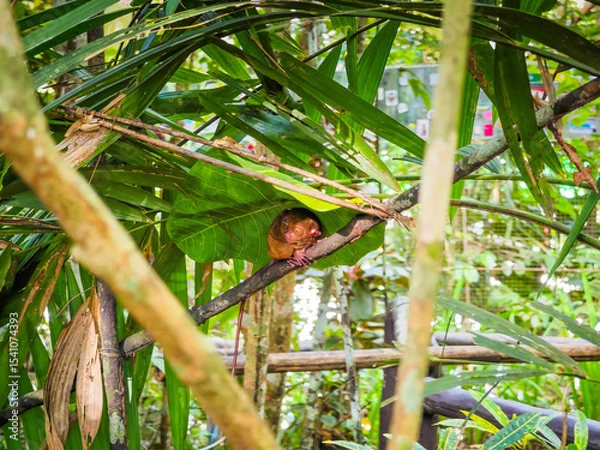 Obraz Close up shot of unique and cute looking Tarsier with large eyes. Bohol rainforest Tarsier sanctuary in Philippines of one of the smallest primates