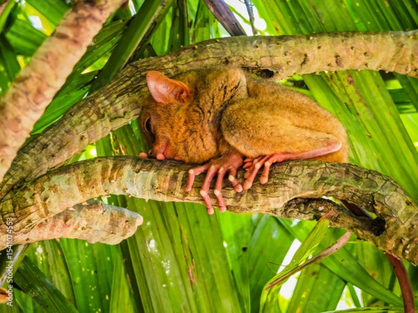 Obraz Close up shot of unique and cute looking Tarsier with large eyes. Bohol rainforest Tarsier sanctuary in Philippines of one of the smallest primates