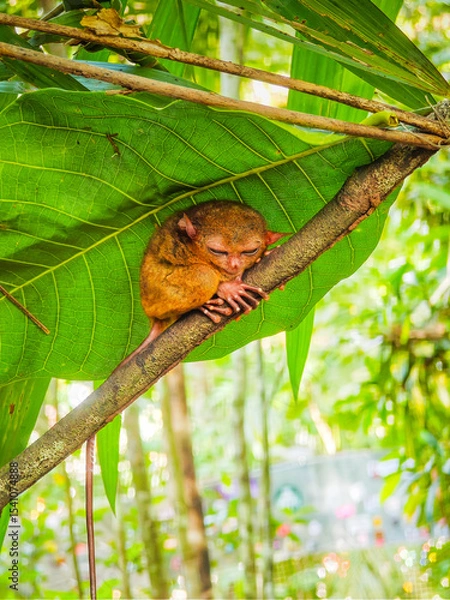 Obraz Close up shot of unique and cute looking Tarsier with large eyes. Bohol rainforest Tarsier sanctuary in Philippines of one of the smallest primates