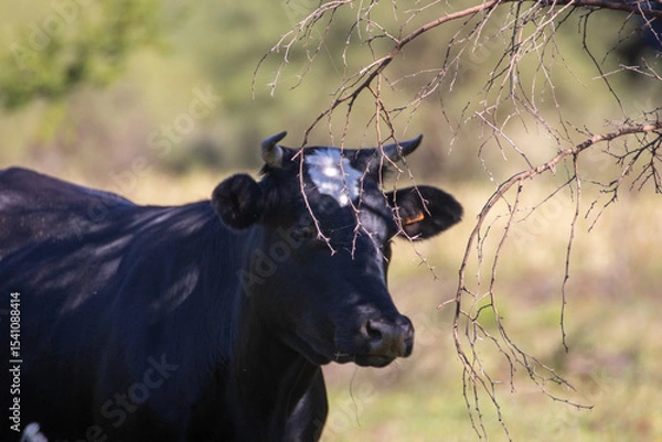 Fototapeta Vaca negra