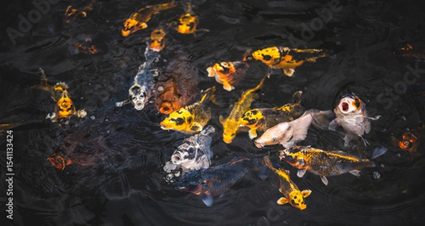 Obraz Colorful Carp Surfacing in Reflective Pool, Indonesia
