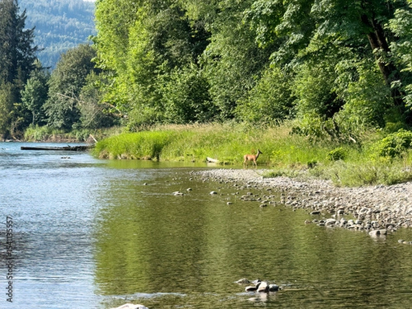 Fototapeta Skagit river in Washington state in late spring season with single deer carefully looking to woods