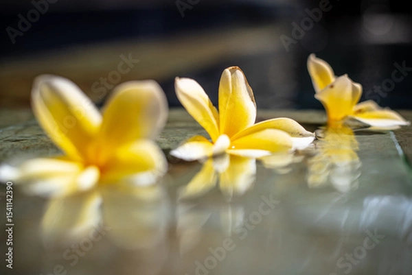 Obraz Fallen Flower Petals Floating on Pool Edge Beneath Blossoming Tree
