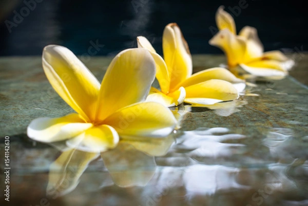 Obraz Fallen Flower Petals Floating on Pool Edge Beneath Blossoming Tree