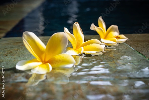 Obraz Fallen Flower Petals Floating on Pool Edge Beneath Blossoming Tree