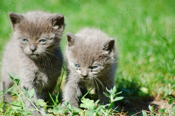 Fototapeta deux petits chartreux