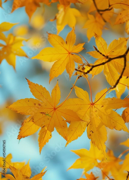Fototapeta  Vibrant yellow maple leaves in full bloom over a peaceful garden
