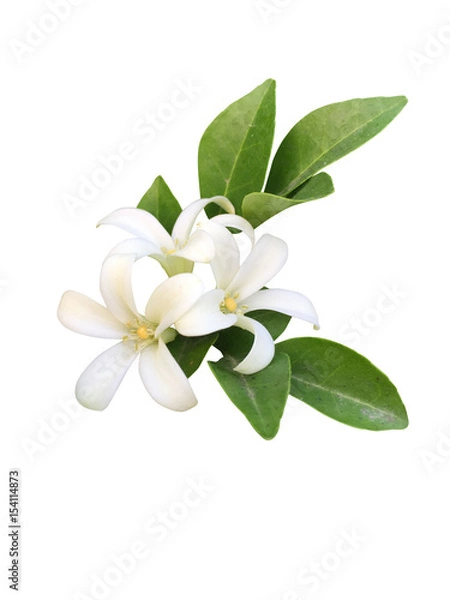 Obraz Orange jasmine isolated white background