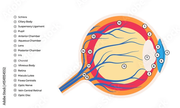 Obraz Illustration of the internal structure of the human eye labeled components cornea iris lens retina optic nerve and vitreous body