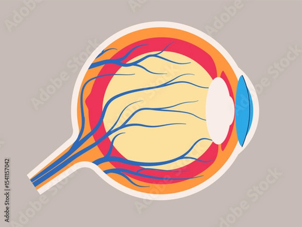 Obraz human eye anatomy no label components such as the cornea iris lens retina optic nerve medical educational