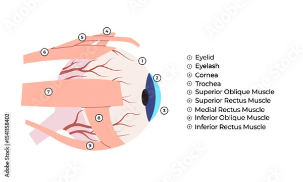 Obraz Human Eye External Anatomy with Muscles and Structures Labeled Detailed illustration of the external eye anatomy including eyelids cornea and extraocular muscles