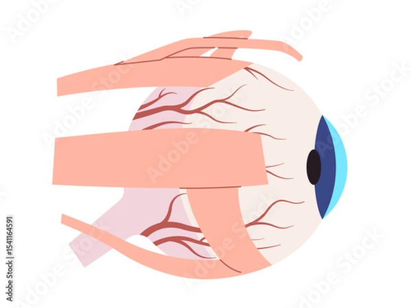Obraz Eye External Anatomy with Muscles and Structures illustration including eyelids cornea and extraocular