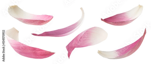 Fototapeta Real photograph of natural lotus petals in various flowing shapes as if swaying in the wind isolated on transparent background png file
