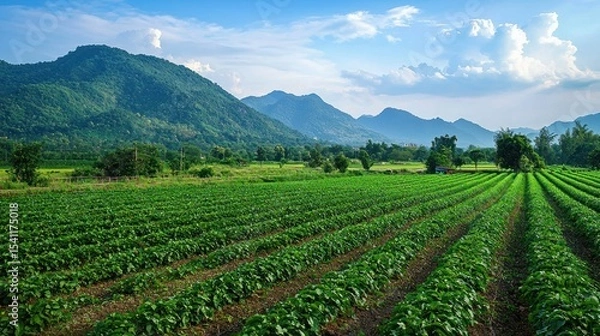 Fototapeta A lush green field of crops with a mountain range in the background under a clear blue sky with scattered clouds.