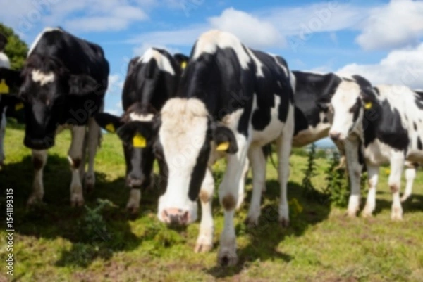 Fototapeta Cows on sunny field against cloudy sky