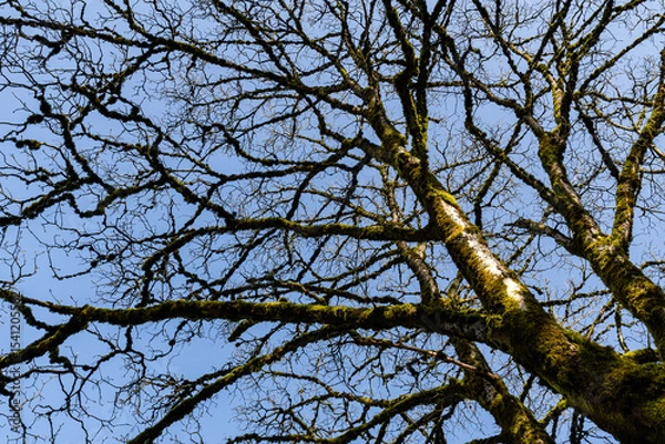 Fototapeta Bare branches of a tree without leaves with background of blue sky. Nature landscape spring concept