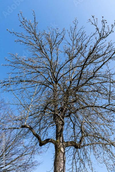 Fototapeta Bare branches of a tree without leaves with background of blue sky. Nature landscape spring concept