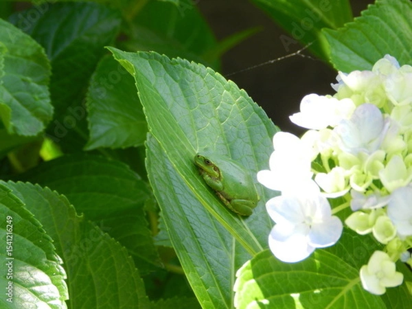 Obraz アジサイの葉の上で寝てるカエル