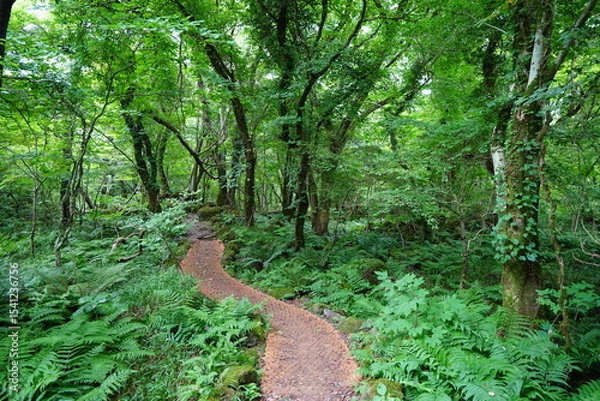 Obraz fine summer path through dense ferns