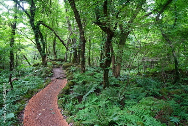 Obraz summer path through old trees and mossy rocks