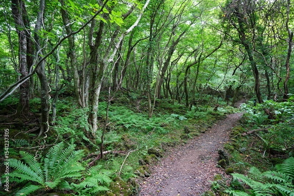 Obraz summer path through old trees and mossy rocks