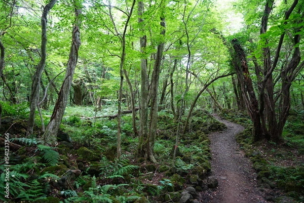 Obraz summer path through old trees and mossy rocks