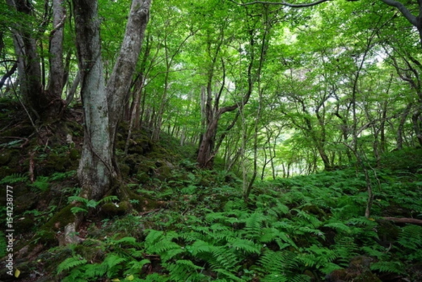 Obraz dense wild forest in mid summer