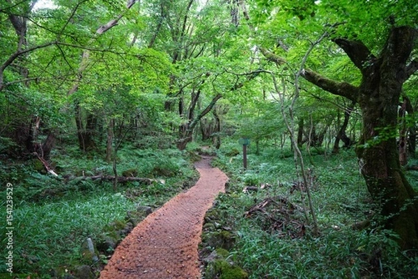 Obraz fine path to deep summer forest