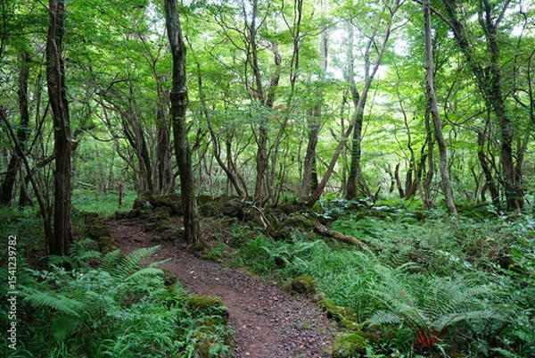 Obraz summer path through old trees and mossy rocks