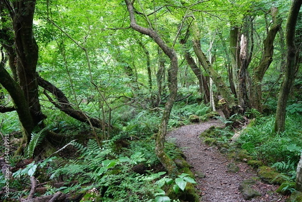 Obraz summer path through old trees and mossy rocks