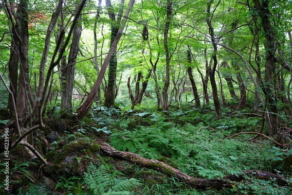 Obraz dense wild forest in mid summer