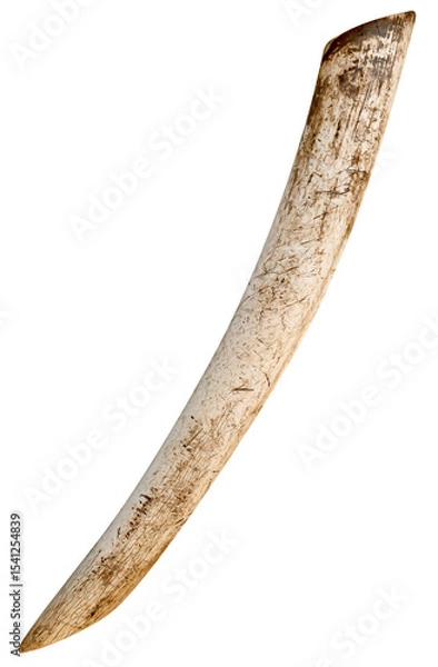 Obraz old tusk isolated