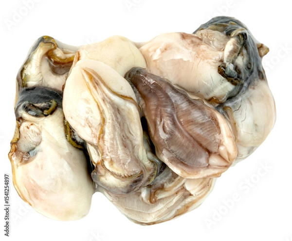 Obraz raw Oysters isolated
