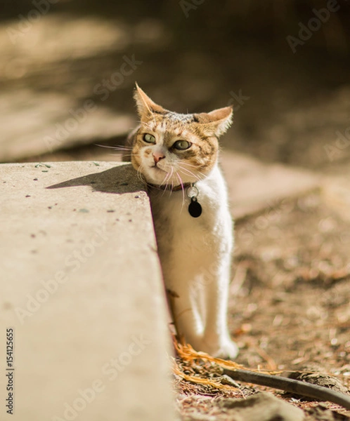 Obraz Cat Rubbing Neck