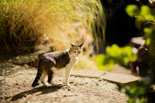 Obraz Cat Outside