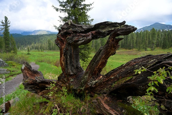 Obraz Mountain summer landscape with dense pine trees under low rainy clouds. River, nobody, wildness territory for hiking 